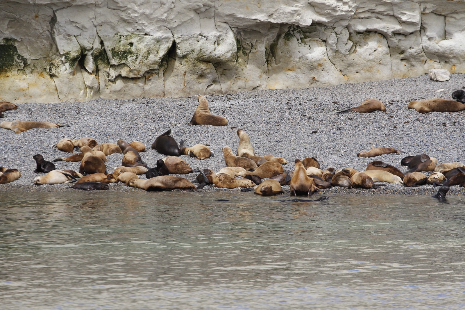Lobos marinos