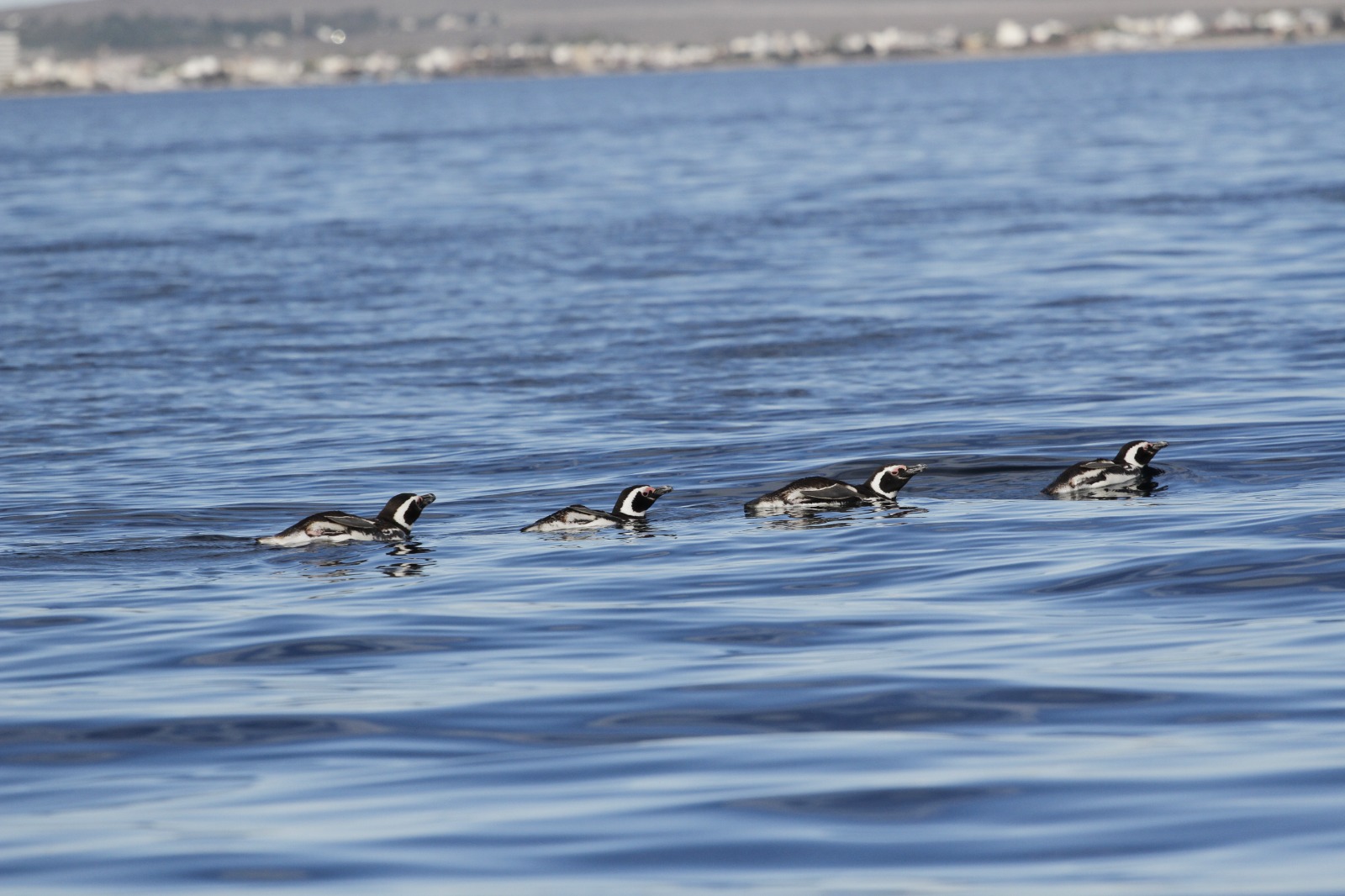 Pingüinos