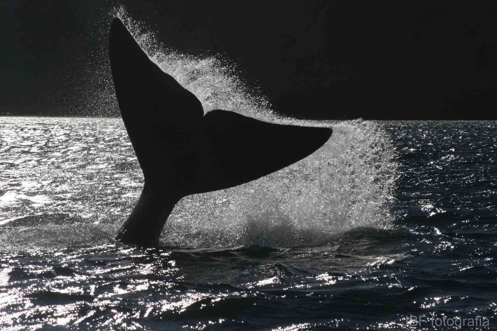 Cola de ballena franca austral golpeando el agua a contraluz frente a la costa patagónica