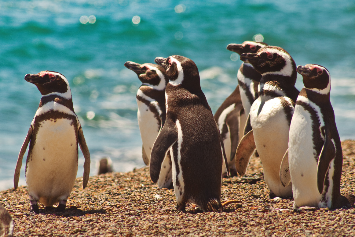 Escapada a Puerto Madryn
